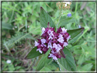 foto Fiori